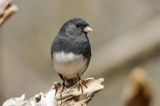 20150330-3-30 birds-2311.jpg