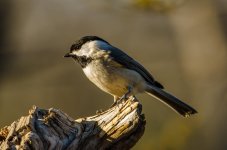 20150330-3-30 birds-2442.jpg