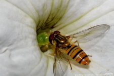 FSC_7519.jpg