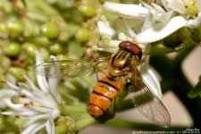 FSC_7539.jpg