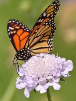 Monarch2.jpg