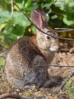 Rabbit.jpg