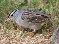 Sparrow.jpg