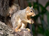Squirrel.jpg