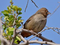Towhee.jpg