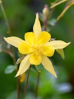 YellowFlower.jpg