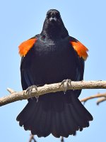 Blackbird.jpg
