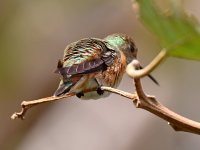 HummerButt.jpg