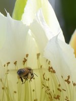Bee.jpg