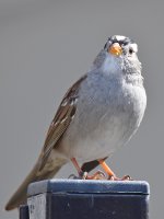 Sparrow3.jpg
