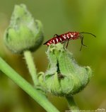 FSC_7570.jpg