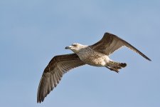 DSC_6852.jpg