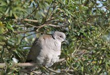 DSC_6799.jpg