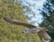 DSC_6811.jpg