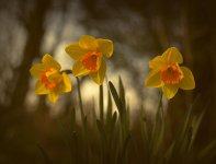 3-Daffs.jpg