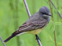 Kingbird4.jpg