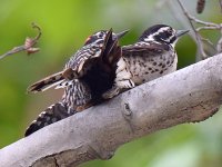 Woodpecker3.jpg