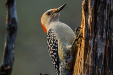 20150401-4-1 birds-2549.jpg