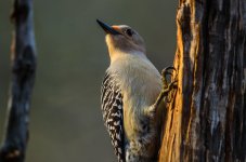 20150401-4-1 birds-2550.jpg