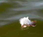 DSC_6990.jpg