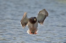 DSC_6933.jpg