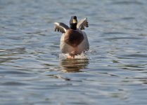DSC_6934.jpg