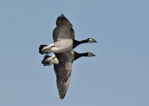 DSC_6946.jpg