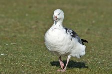 DSC_6994.jpg