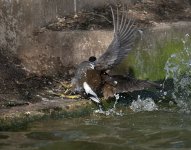 DSC_6936.jpg
