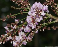 FSC_7816a.jpg