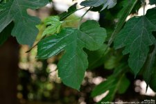 FSC_6612.jpg