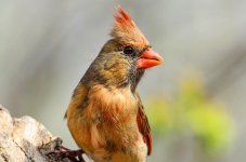 20150401-4-1 birds-2518.jpg