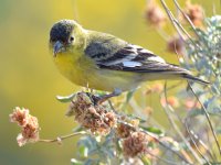 Finch3.jpg