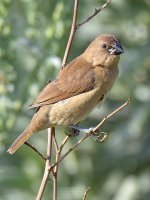 Manakin12.jpg