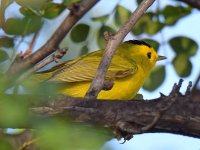 WilsonWarbler.jpg