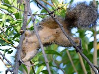 Squirrel.jpg