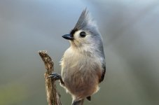 20150402-4-2 birds-2633-2.jpg