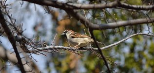 bird2.jpg