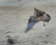 Brown gull slow shutter panned-.jpg