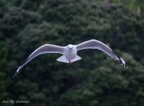 Seagull coming at ya!-.jpg