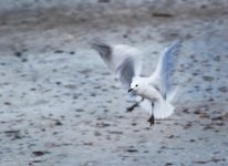 White gull blurred wings and panned-.jpg