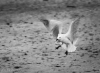 White gull blurred wings and panned B&W-.jpg