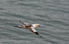 DSC_4594.jpg