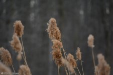 DSC_8518.jpg