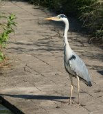 DSC_2184.jpg