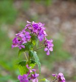 DSC_1981.jpg