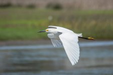 SnowyFlight-3.jpg