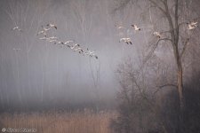 DSC_8590.jpg