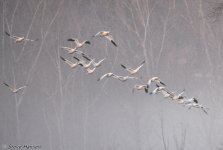 DSC_8591.jpg