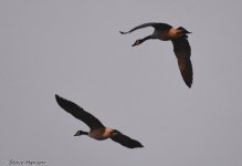DSC_8564.jpg